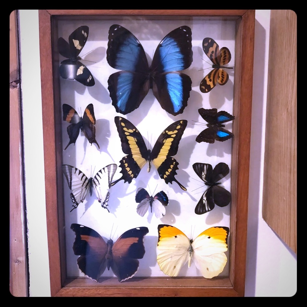 Framed butterflies